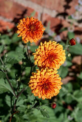 Florist's Daisy (Chrysanthemum morifolium) in garden