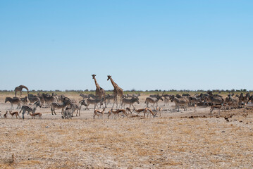 Fototapeta na wymiar Different animals, including giraffes, zebras and antelopes, gathering at a watering hole in Etosha National Park, Namibia. Africa.