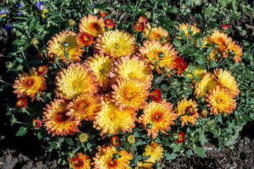 Florist's Daisy (Chrysanthemum morifolium) in garden