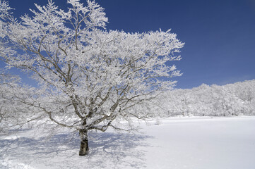 樹氷