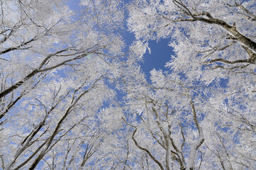 樹氷