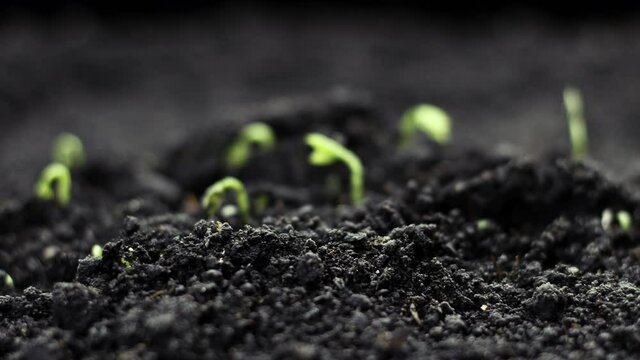 Growing Plants in Spring Timelapse, sprouts germination in greenhouse