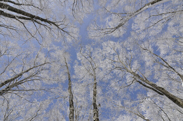 樹氷