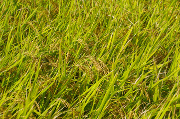 稲穂が垂れた収穫直前の米