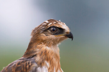 closeup of white eyed buzzard  juvenile, raptor  in wildlife reserves of wetlands in Pakistan  