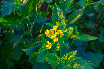 Yellow color mustard flower plant in a field.