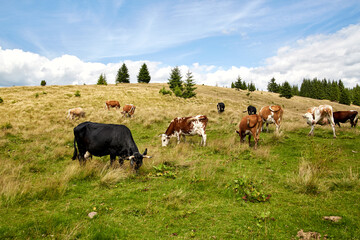 Cows in a meadow in the mountains. Alpine pasture. Beautiful landscape
