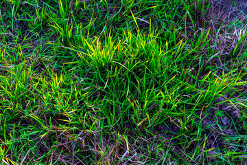 Green grass background.