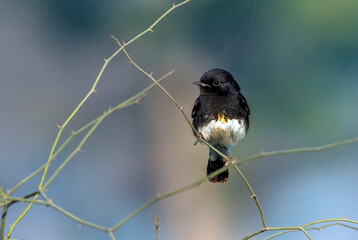 pied bush chat in wildlife reserves in Pakistan 