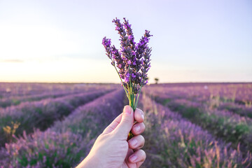 Bunch of lavender flowers in female hand. young women walking in lavender field line