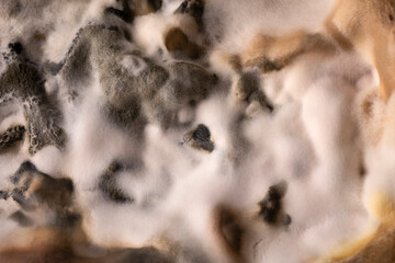 primo piano di muffe 