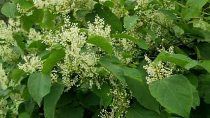 Knotweed flower invasive plant Reynoutria bloom or blossom bees Fallopia japonica Japanese,...