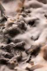 primo piano di muffe 