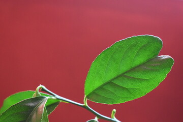 Heart shaped lemon leaf pink background