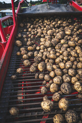 Kartoffelernte - Kartoffeln rollen über das Sortierband auf einem modernen Kartoffelroder.