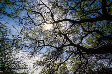 tree in the sky