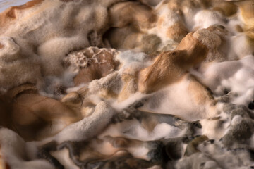 primo piano di muffe 