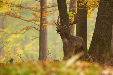 Majestic fallow deer, dama dama, roaring inside forest during autumn. Impressive stag calling in woodland in fall. Spotted mammal with huge antlers standing in wood nature.