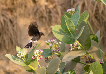 pied bush chat in wildlife reserves in Pakistan 