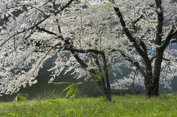 桜