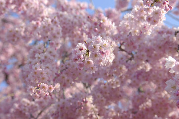 しだれ桜