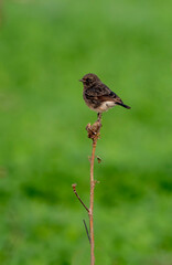 pied bush chat perched on the branch 