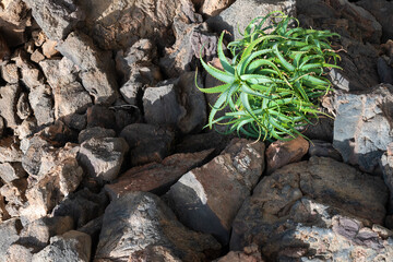 typical plants in volcanic stones on the island of lanzarote, canary islands