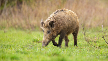 Adult wild boar, sus scrofa, sniffing the ground in autumn nature. Dirty wild animal walking on fresh meadow in fall. Big hairy mammal moving on green field.