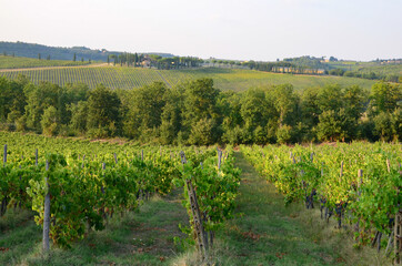 Fototapeta na wymiar Vineyards autumn landscape in Tuscany, Italy