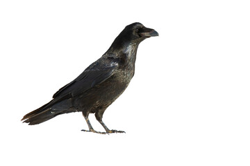 Obraz premium Common raven, corvus corax, standing in nature isolated on white background. Dark bird watching cut out on blank. Black feathered animal looking with copy space.