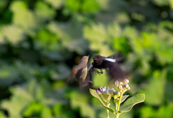 pied bush chat feeding to juvenile in the air 