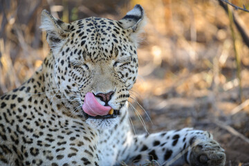 Leopard (Panthera pardus) female. Central Kalahari. Botswana.