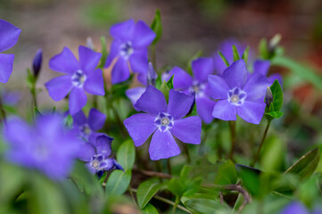 Vinca minor lesser periwinkle ornamental flowers in bloom, common periwinkle flowering plant,...