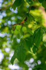 Branches of Aesculus hippocastanum with leaves and ripening spiny fruits called horse chestnuts, detail of conker tree