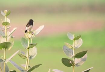 pied bush chat on the branch 