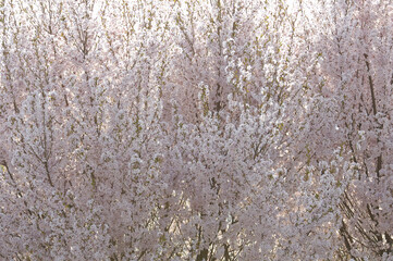 啓扇桜