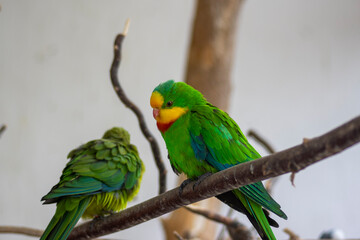 Fototapeta na wymiar Superb parrot polytelis swainsonii beautiful bird on wooden branch, bright green colors feathers, amazing animal