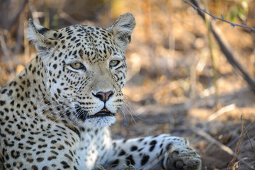 Image Number 446028.  Leopard (Panthera pardus) female. Central Kalahari. Botswana.