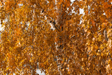 Birch branches with yellow autumn leaves. Background with golden birch foliage. Copy space. Other names: Warty birch, Betula pendula, European white birch. Russia, Ural