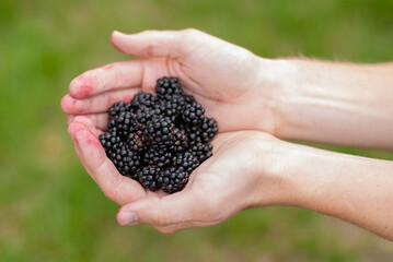Close up of the hands of a Caucasian person holding freshly-picked blackberries in cupped hands.