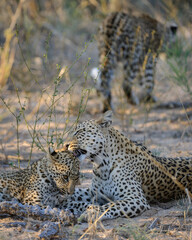 Leopard (Panthera pardus) juvenile (cub) being groomed by its mother. Central Kalahari. Botswana.