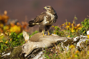 Adult common buzzard, buteo buteo, standing on dead doe in autumn. Bird of prey eating deer in...