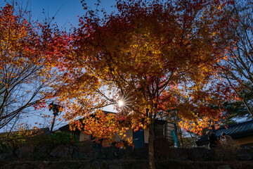 autumn tree in the park
