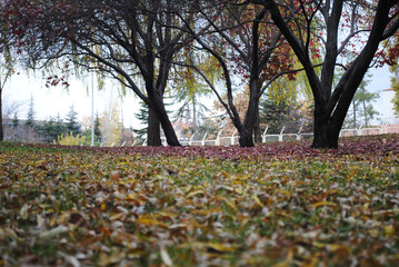 Fantastic view of trees and leaves falling in autumn