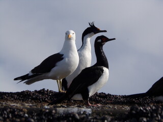 KODAK Digital Still Camera