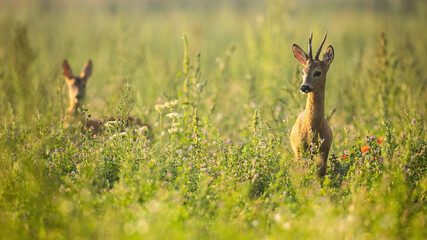 Two roe deer, capreolus capreolus, standing in wildflowers in summer nature. Roebuck with blurred doe looking in long grass. Brown mammals watching on meadow.