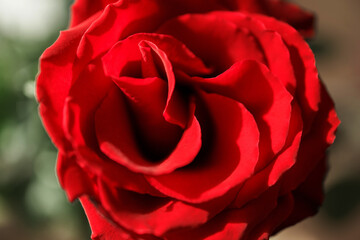 Photo of red roses. Floral background