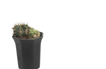 Small green cactus with thorn in flower pot on white background, photographed in my home studio.