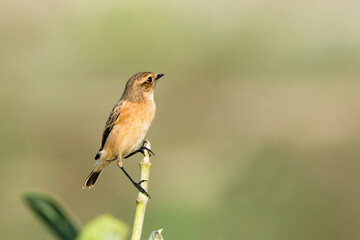 pied bush chat side view , bird on the branch in blue background 