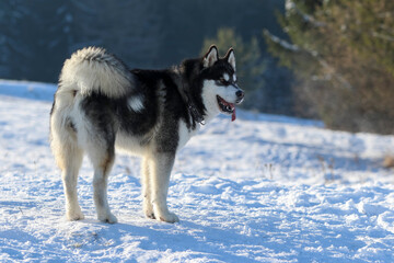 
Siberian Husky dog black and white colour with blue eyes in winter